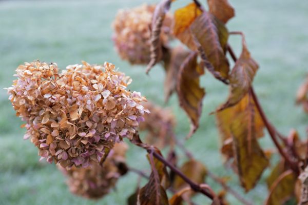 Cost of Hydrangea Removal in Lubbock