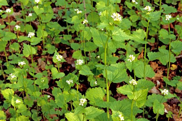 Garlic Mustard Removal in Lubbock