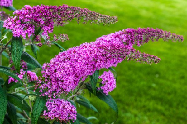 Cost of Butterfly Bush Removal in Lubbock