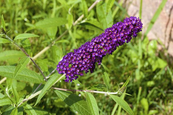 Butterfly Bush Pruning in Lubbock
