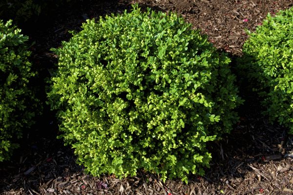 Cost of Boxwood Removal in Lubbock