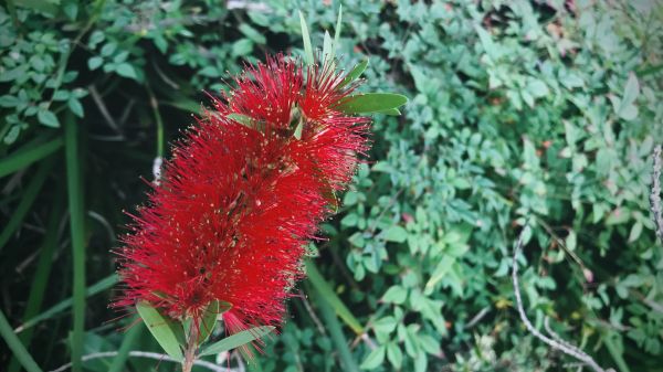 Bottlebrush Pruning in Lubbock