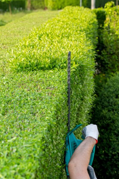 Hedge Trimming in Lubbock